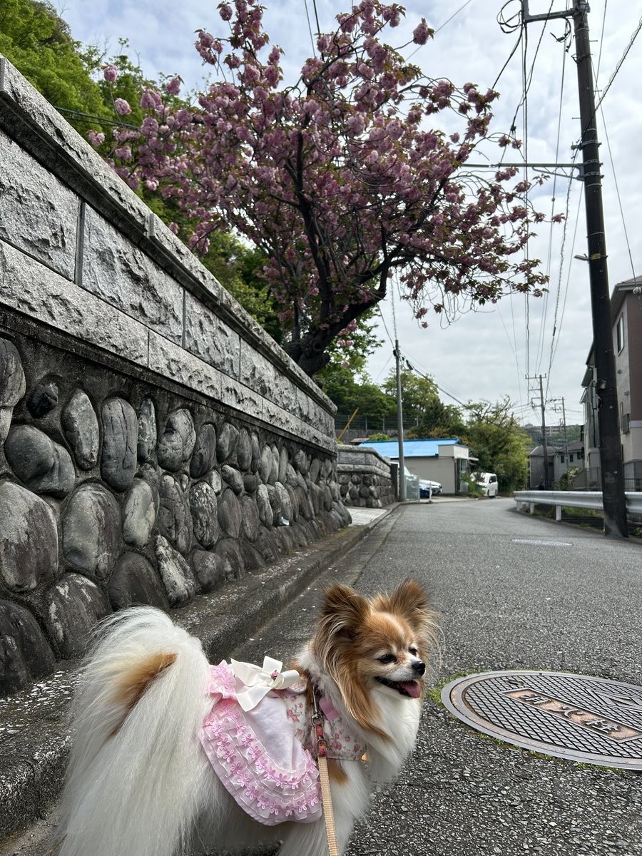 ゆうこさん tweet media