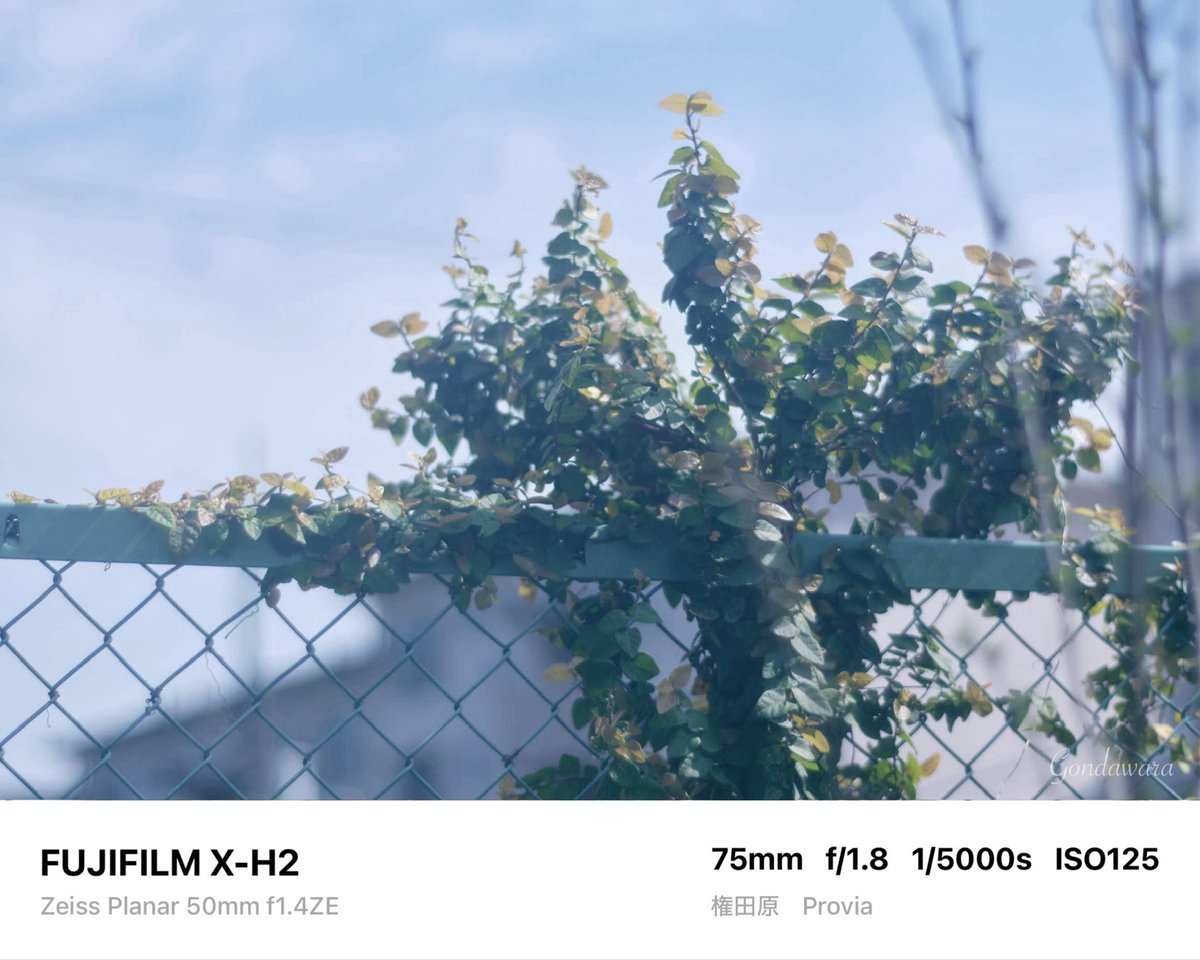 loqg78's tweet image. 暑くなってきた🙄水分補給しましょ🥤

#fujifilm_xseries #XH2 #Zeiss #Planar50ZE #ノスタルトーン