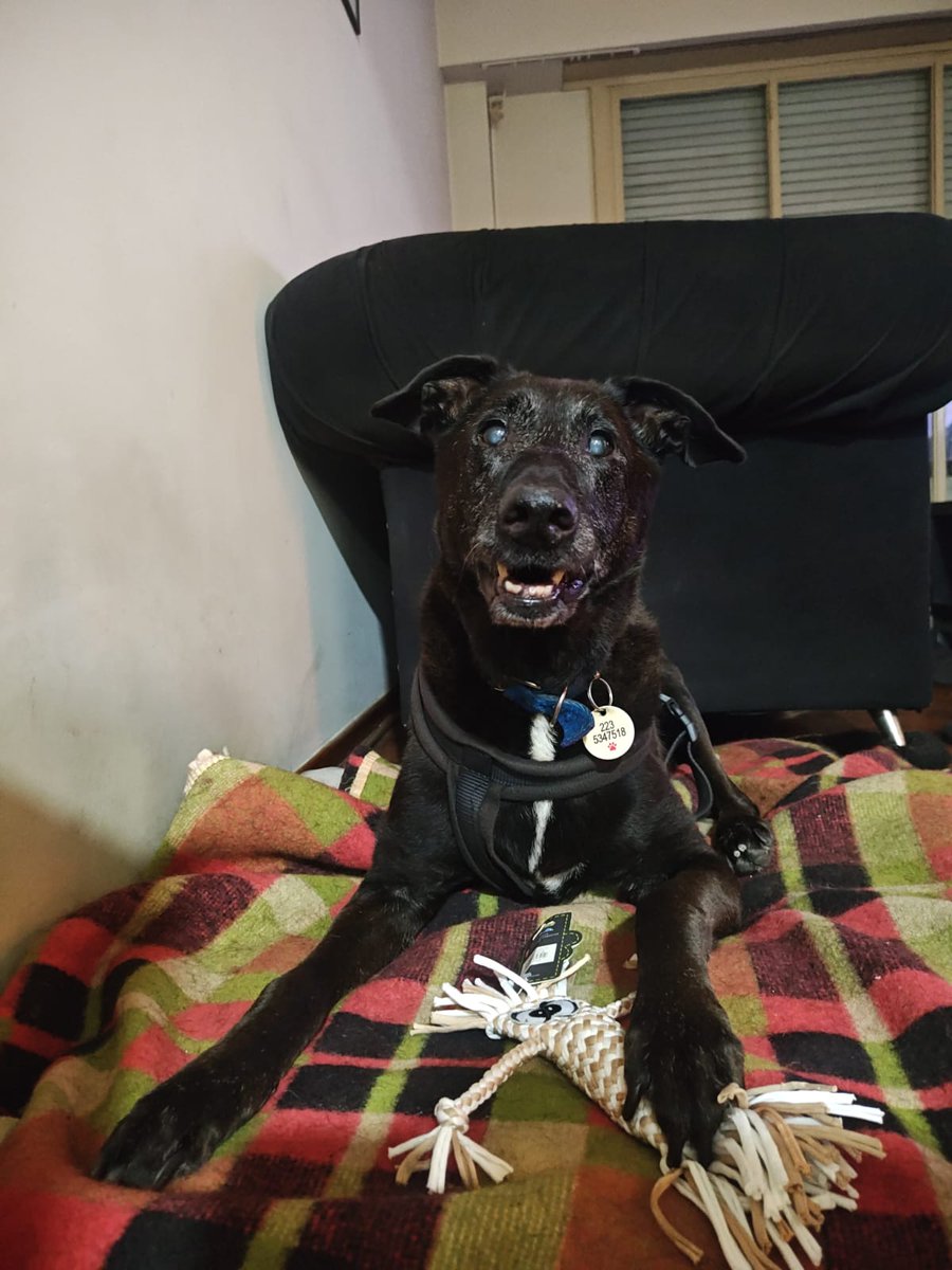 A las 00.00 hs cumplí el sueño de festejar el Cumpleaños 14 de Lennon. Después tantos problemas de salud parecía imposible. Por muchos años más negro de mi corazón, te amo para siempre ❤️