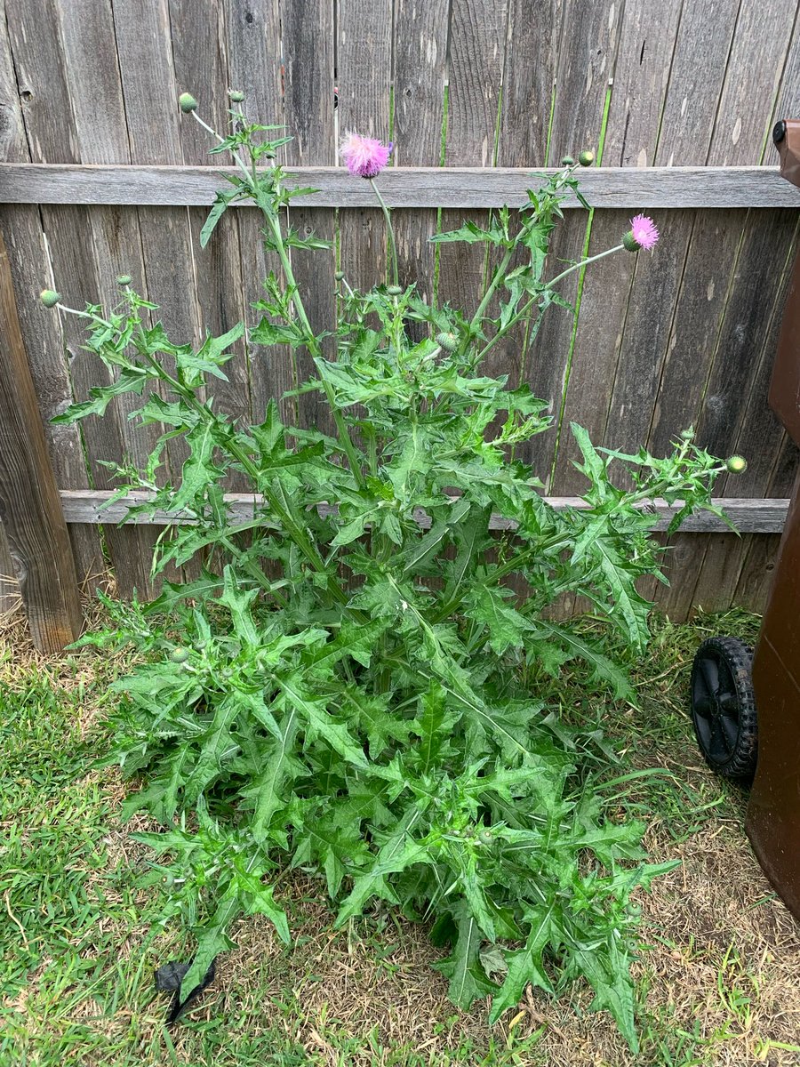 KAMFAMBotanics's tweet image. wild thistle 💕 #plantlife #plants