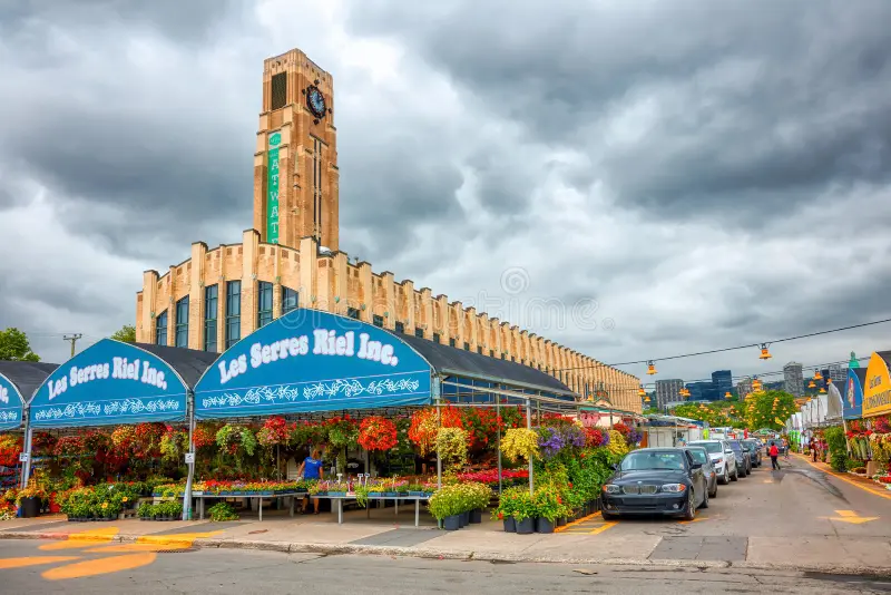 The Banana Tree Project tweet media