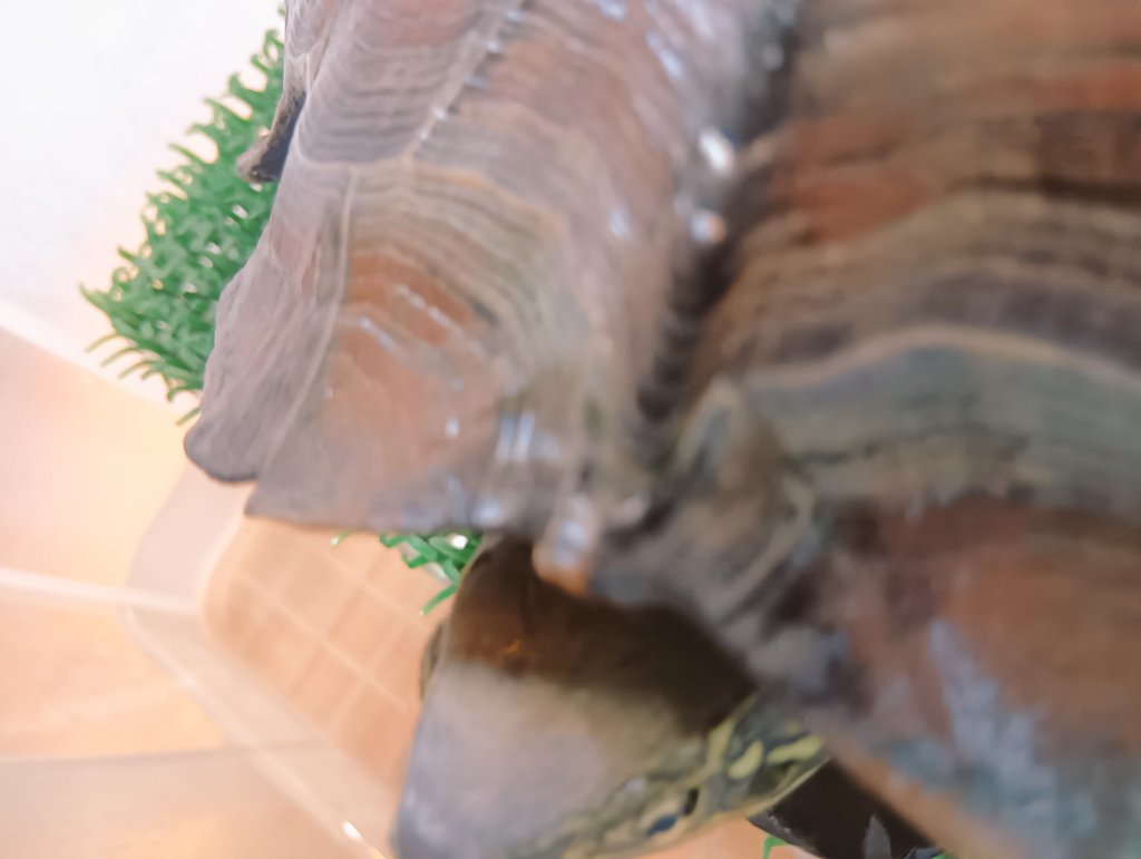 ドラ。亀吉ちゃんラブ🐢風邪に注意⚠️🐢 tweet media