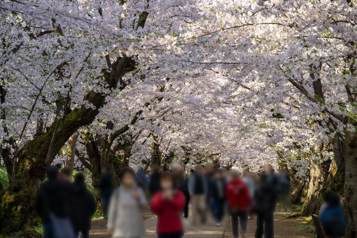 弘前公園 tweet media