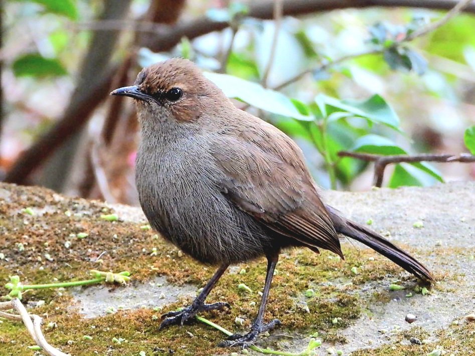 anuradhamathur's tweet image. Indian robin female #birds #birding #birdphotography #birdsseenin2026 #naturephotography #indiAves