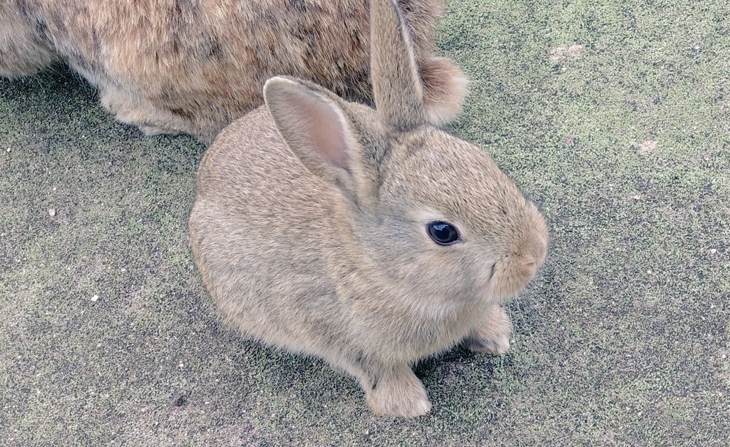 ヌエ子@Skeb募集中 tweet media