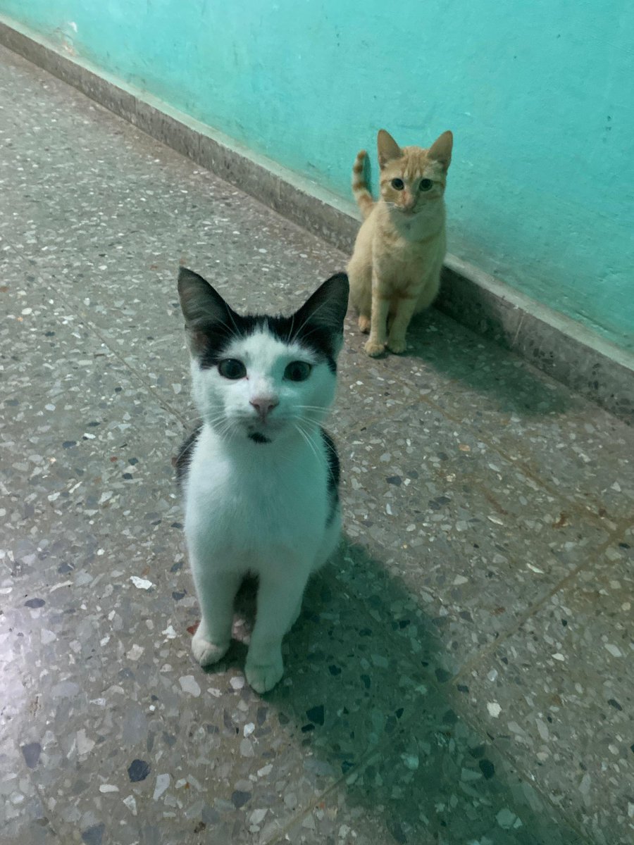 trambuchito tweet media