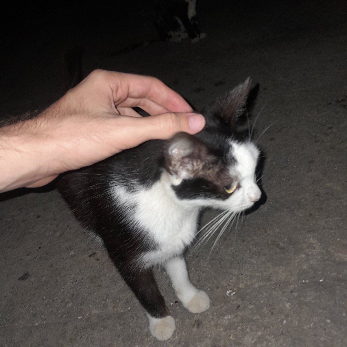 trambuchito tweet media