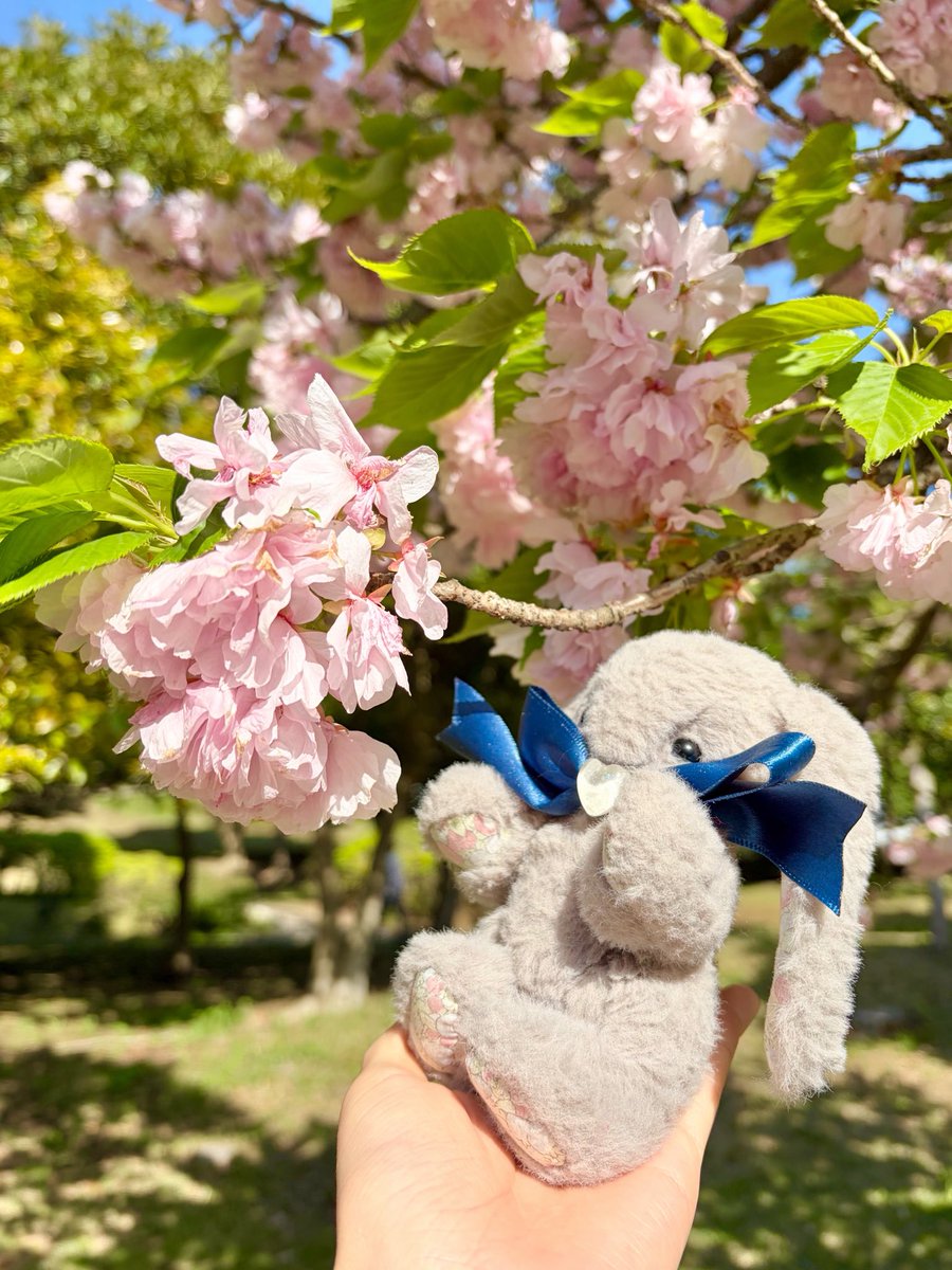 ふるーつさらだ tweet media