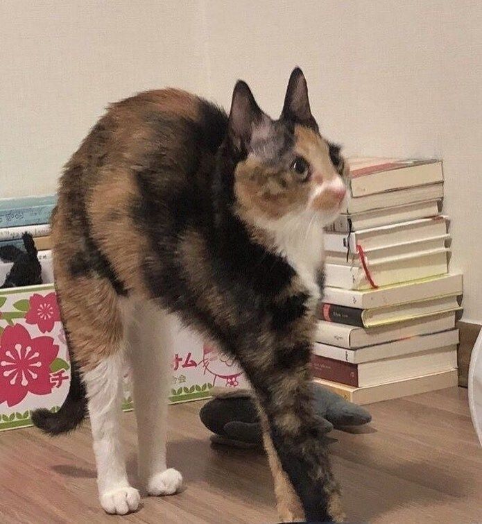 Cat TikToks tweet media