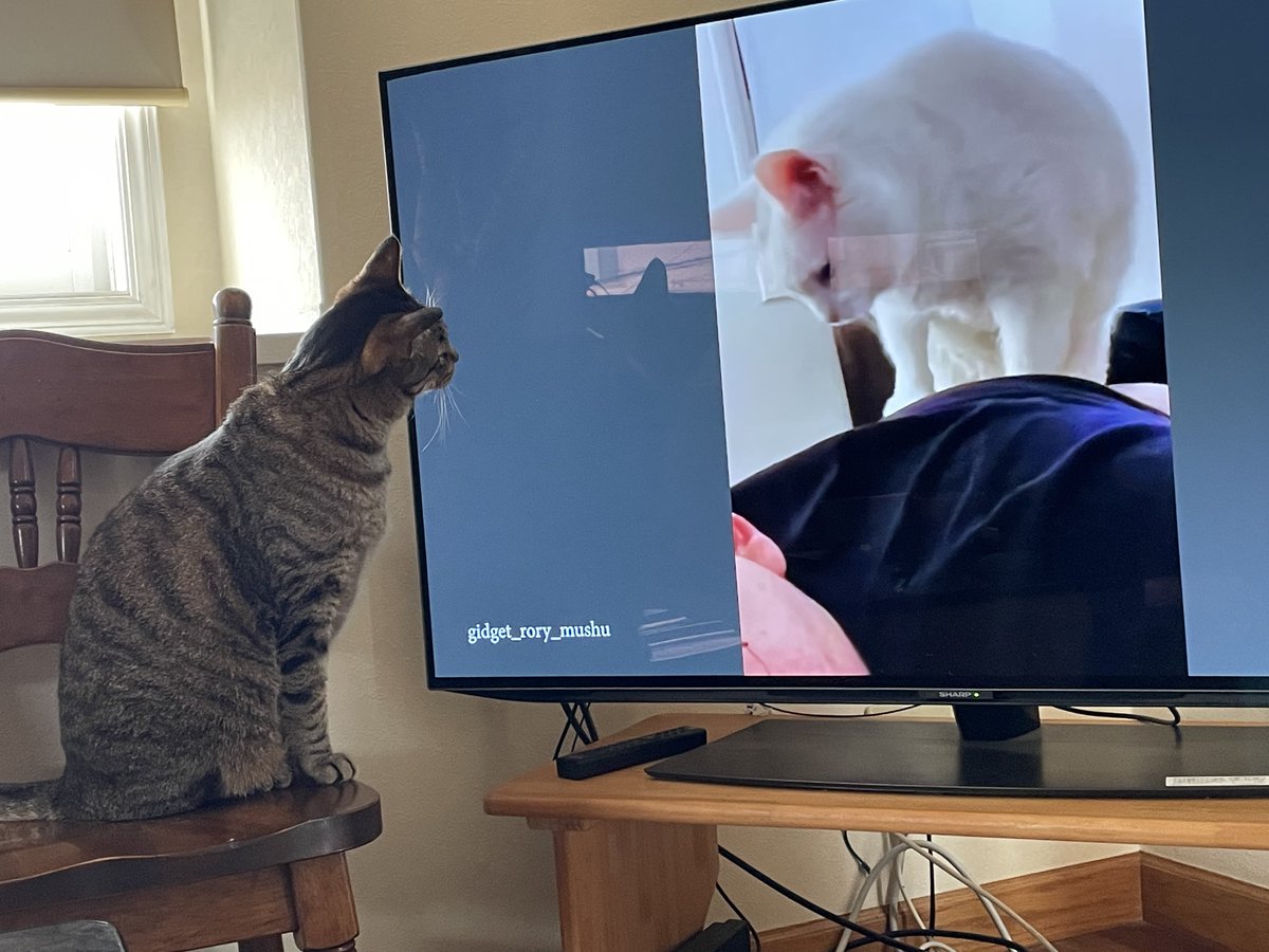 𝑘𝑠𝑚 𓏸𓍯𓂂𓐍𓏸 tweet media