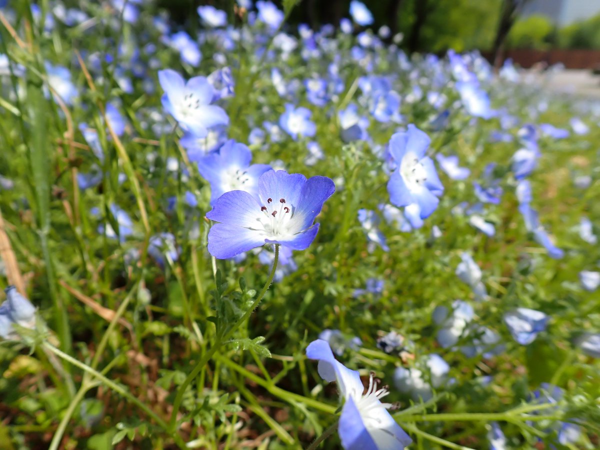 zigzag@花鳥風月ロスおじさん tweet media