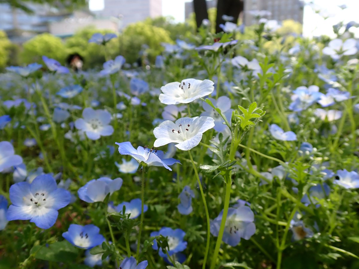 zigzag@花鳥風月ロスおじさん tweet media