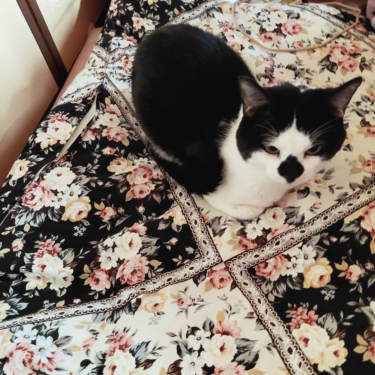 ｱｲﾘｽ 虹🌈 tweet media