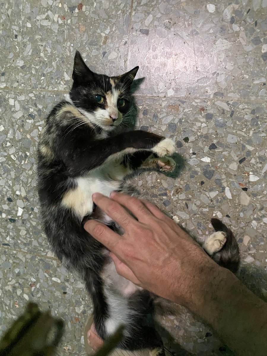 trambuchito tweet media