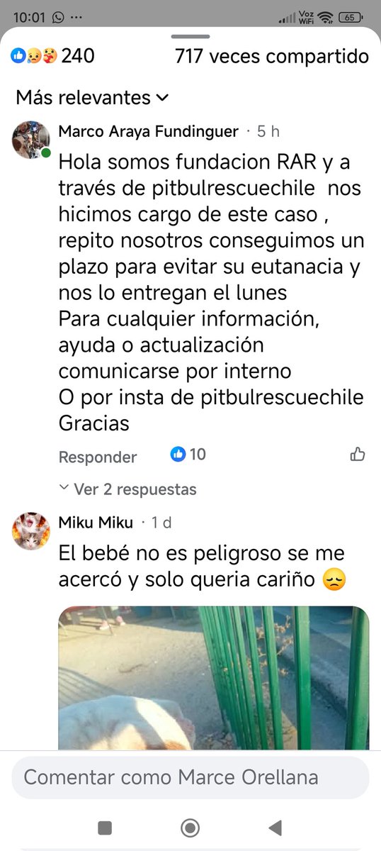 marcealeop's tweet photo. URGENTE 
Sino encuentra hogar lo eutanasia el lunes 
Fue retirado porque mordió a alguien, muchos lo alimentaron y es docil pero otros lo golpearon le tiraron piedras
 comunicarse
https://t.co/9hS1ZfsQmI

@carolinapinoc @sol_palacios_m @Ayuda1Callejero @ile0719 @__Maria_Jose___ https://t.co/xBMTGOtXFy