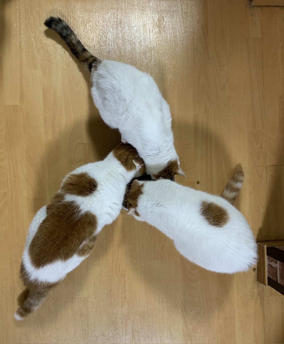 猫じゃらし tweet media