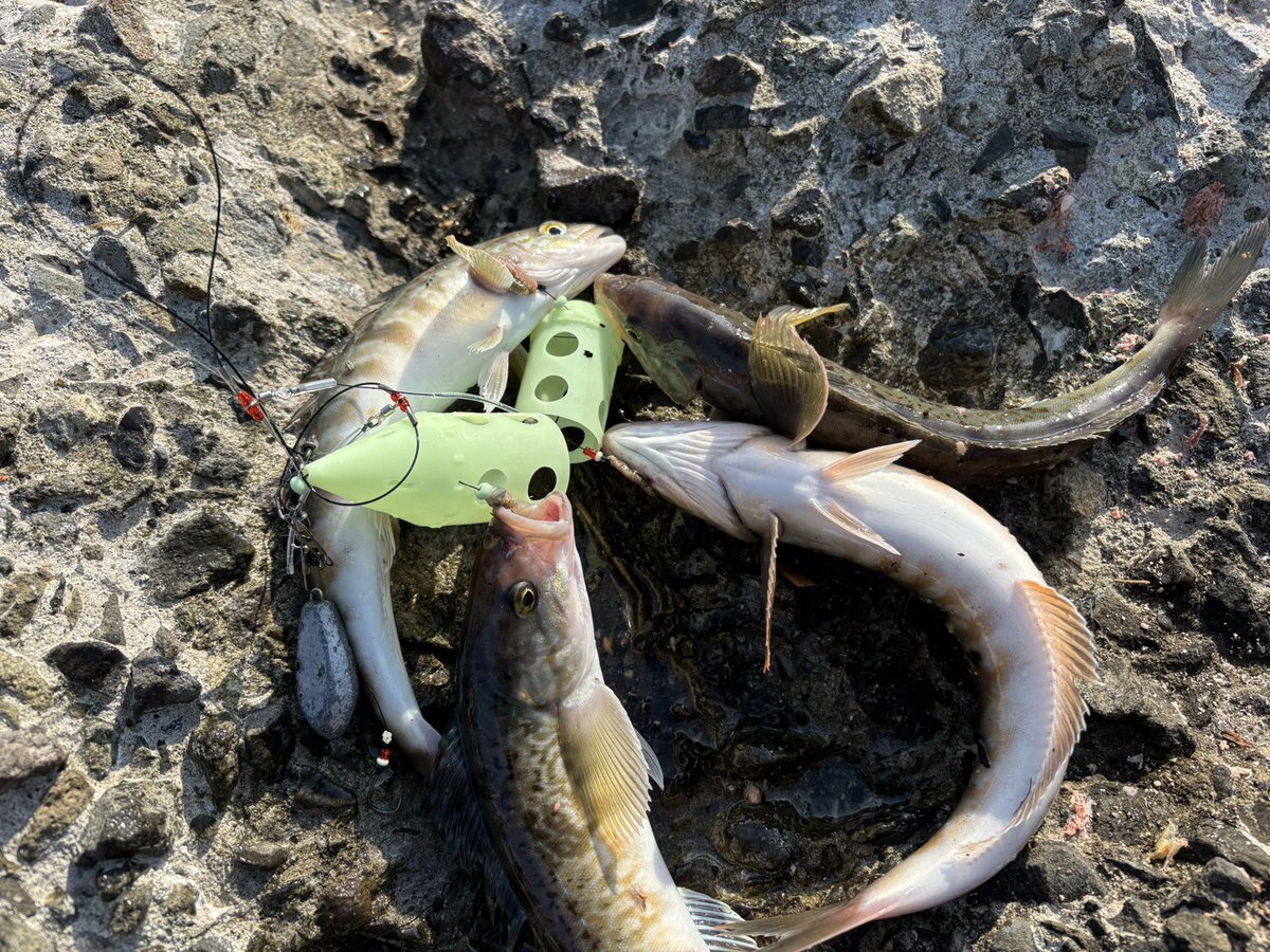 ホッケならキラー🤩
どうぞ〜っ😙
#釣りならキラー
#釣り
#トリプル
#フォース
#爆釣