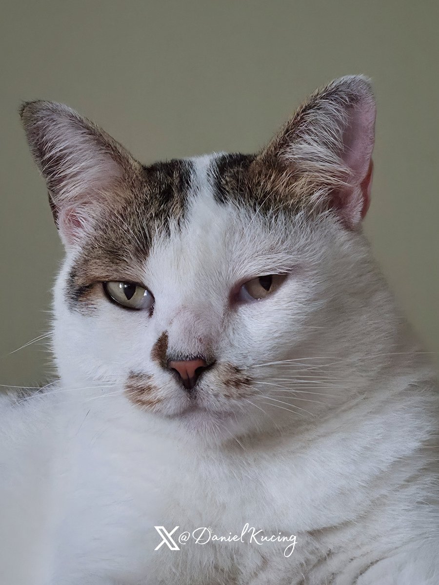 DanielKucing's tweet photo. The man https://t.co/6hCXHXiLtO