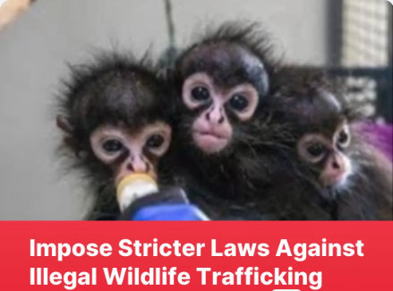 Evie_Hourglass's tweet image. Impose Stricter #Laws Against Illegal #Wildlife Trafficking - #Sign the Petition! c.org/MfLpYHGLHp via @Change #animals #animallovers #Petition #SpeakOut #SpeakUp #repost #signthepetition #animalwelfare #TakeAction #ActNow