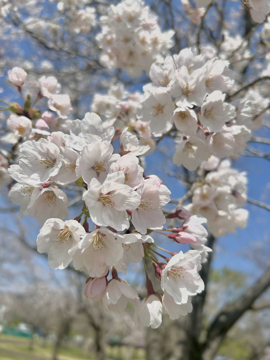 ところん tweet media