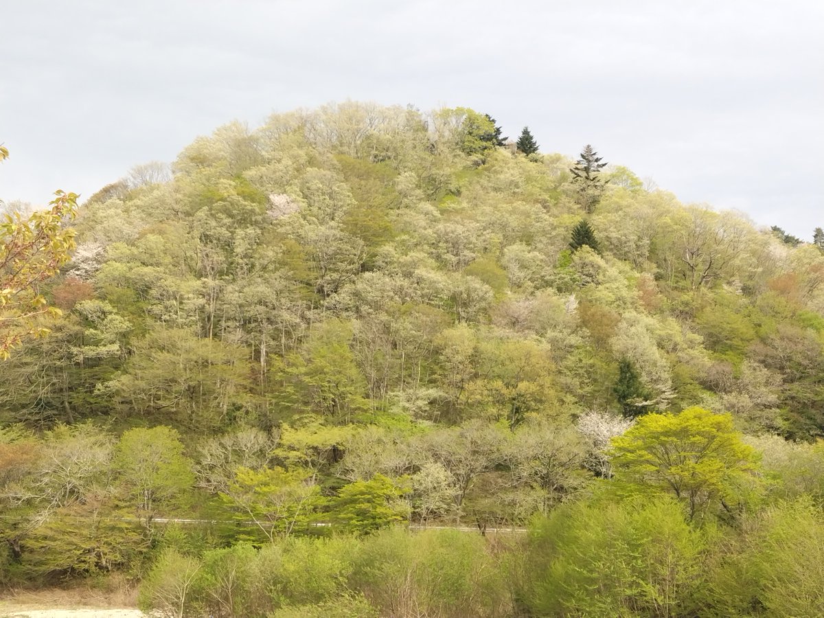 Sakurai Yoshitaka さくちゃん なう tweet media