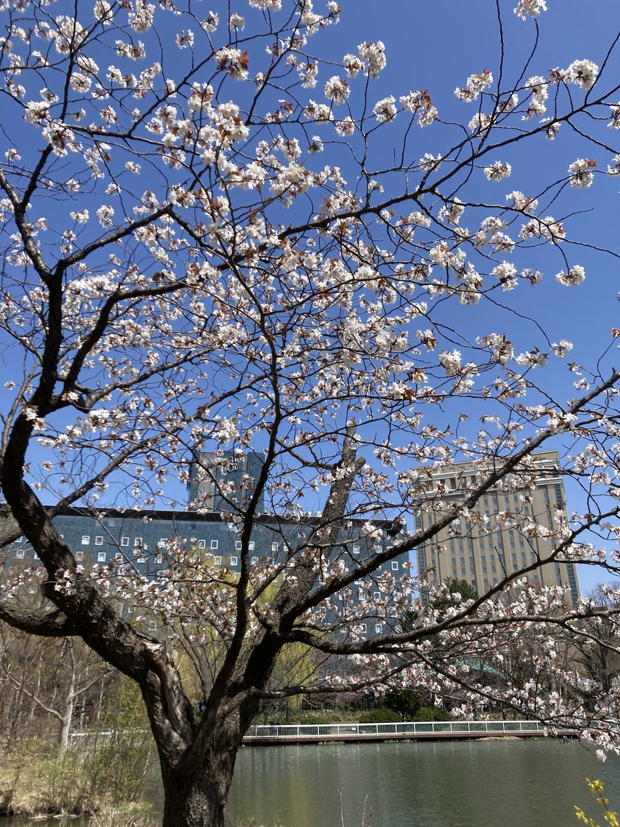 やまとし tweet media