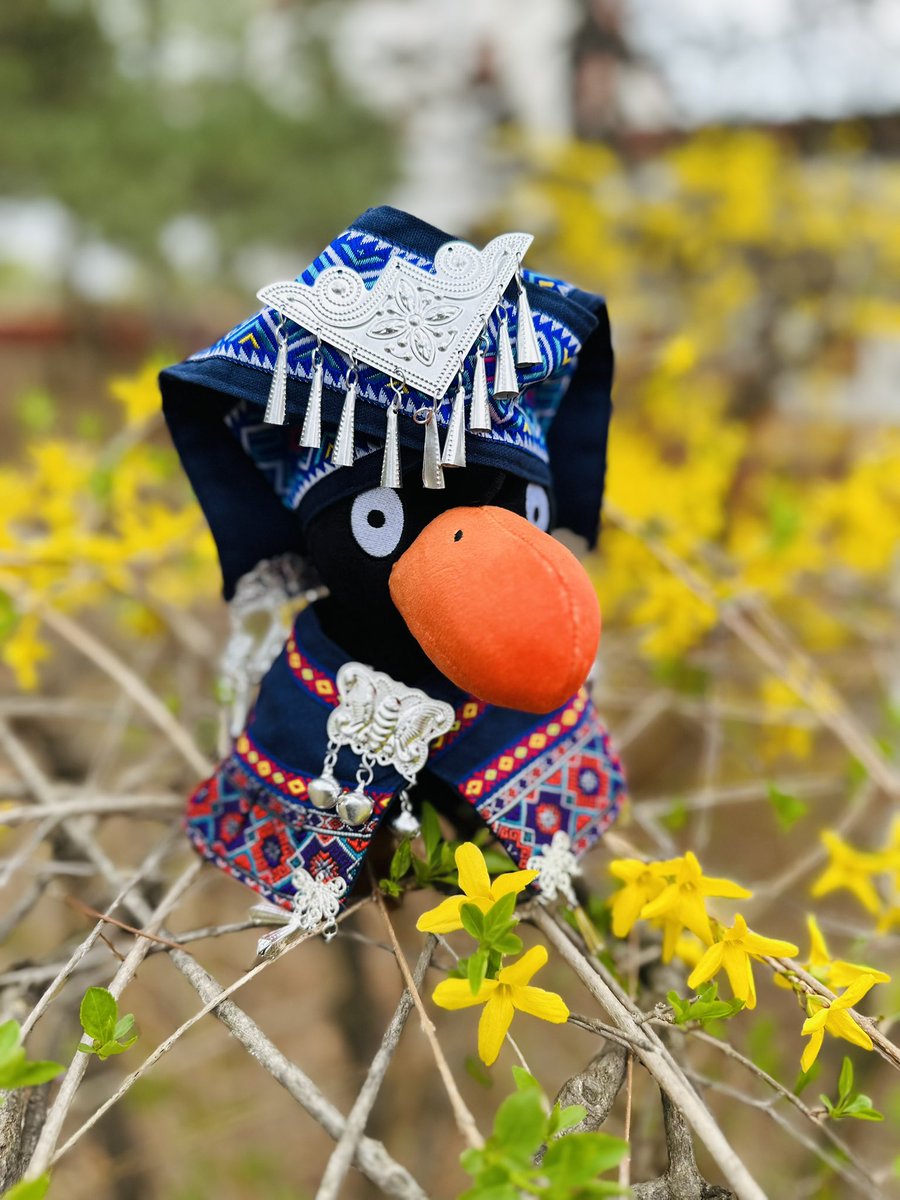 kenenkakyo's tweet photo. 3月のX（エックス）🌼

【今日は中国の旧暦3月3日です。各民族にはそれぞれの祝い方がありますが、広西（グアンシー）では今日は壯族（チワン族）の「歌圩節（かうせつ）」にあたるので、Xちゃんに壯族の民族衣装を着せました。】 https://t.co/ASC4SXQy7Y