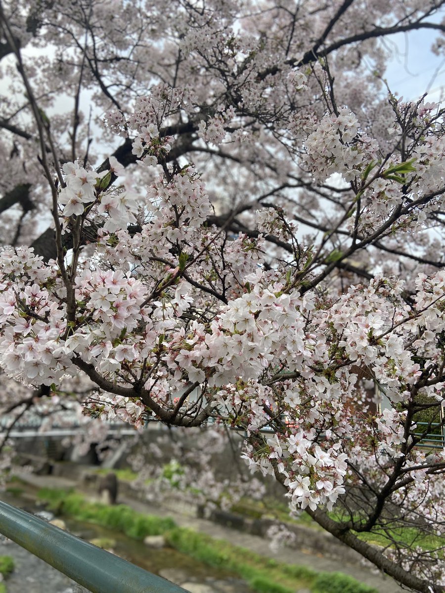 1997CERIKA's tweet photo. #戦争に反対するお花畑の会 https://t.co/0cETojLiT6
