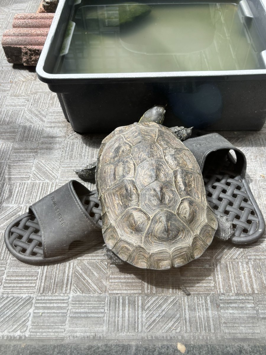 えゆじ tweet media