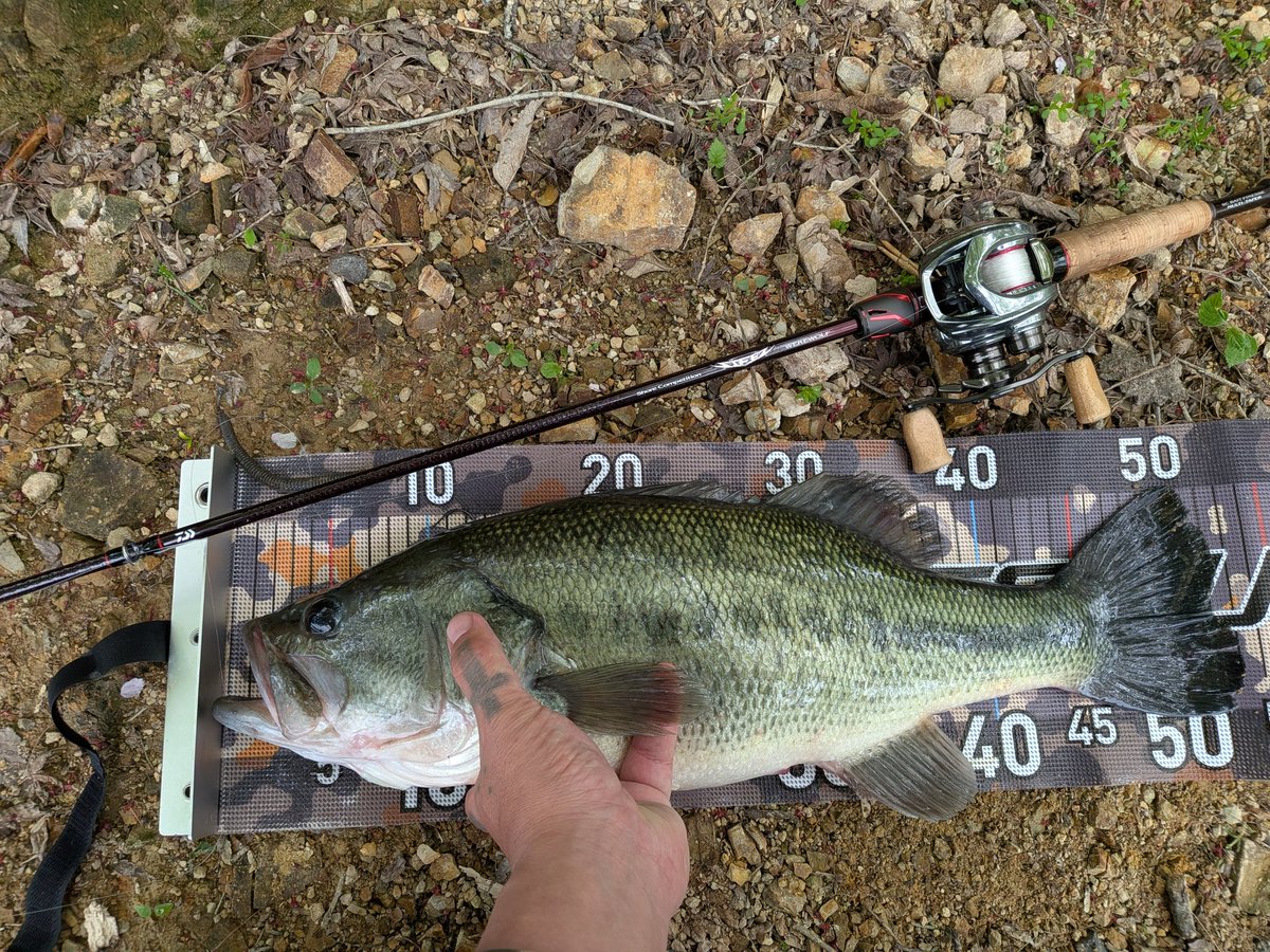 ゆーさん釣り師 tweet media