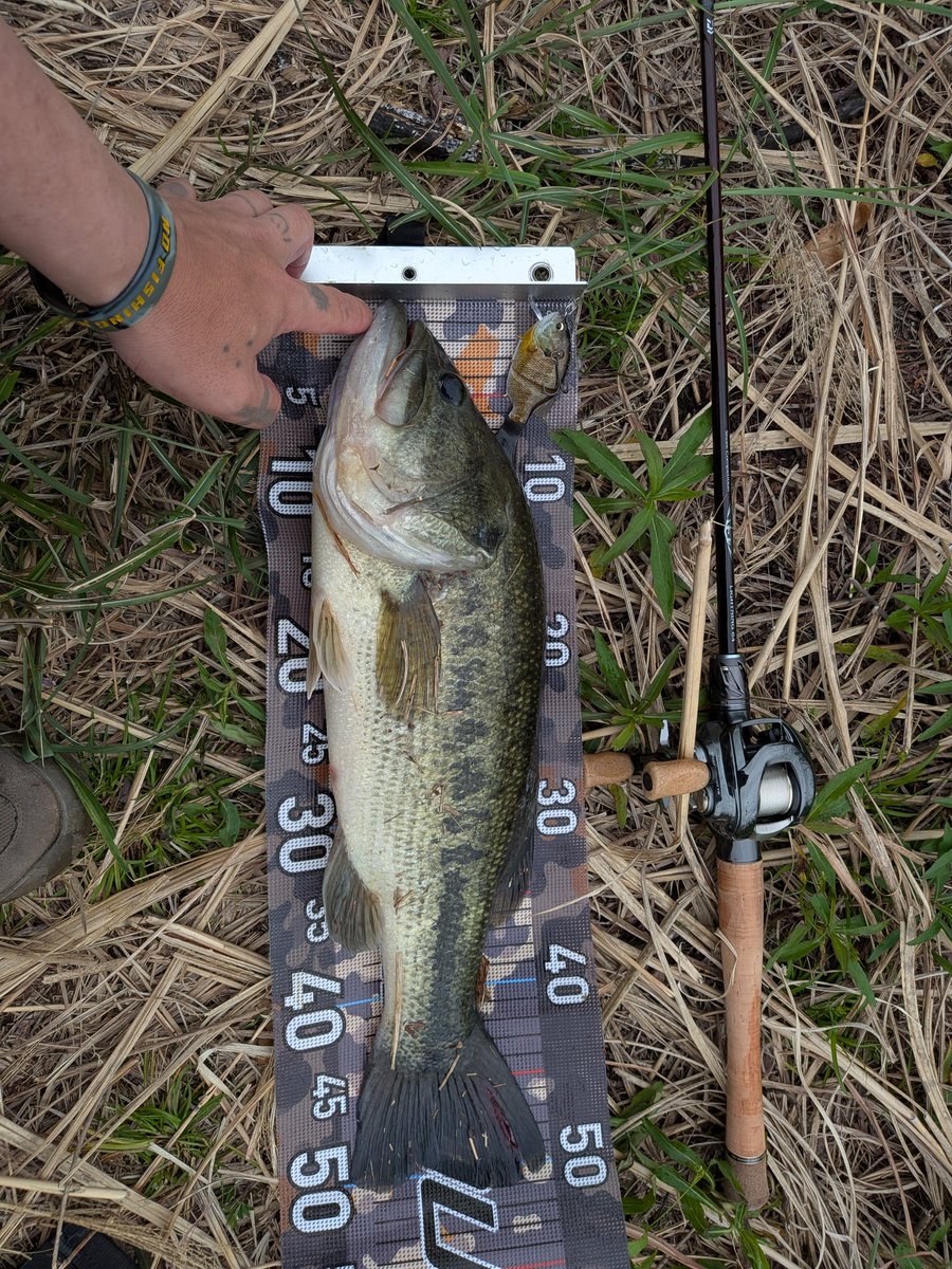 ゆーさん釣り師 tweet media