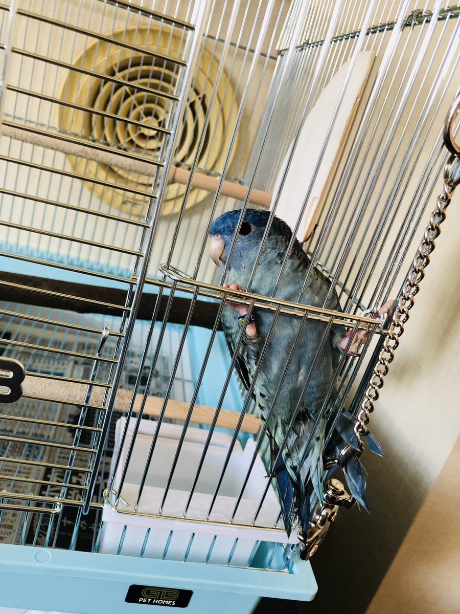 こんぱるさん-サザナミインコ tweet media