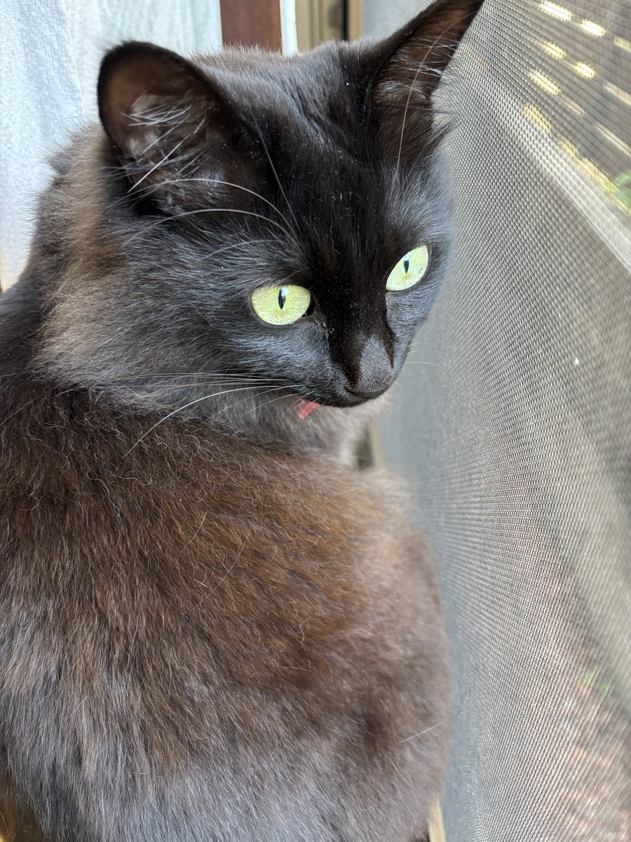 ねこぢい tweet media