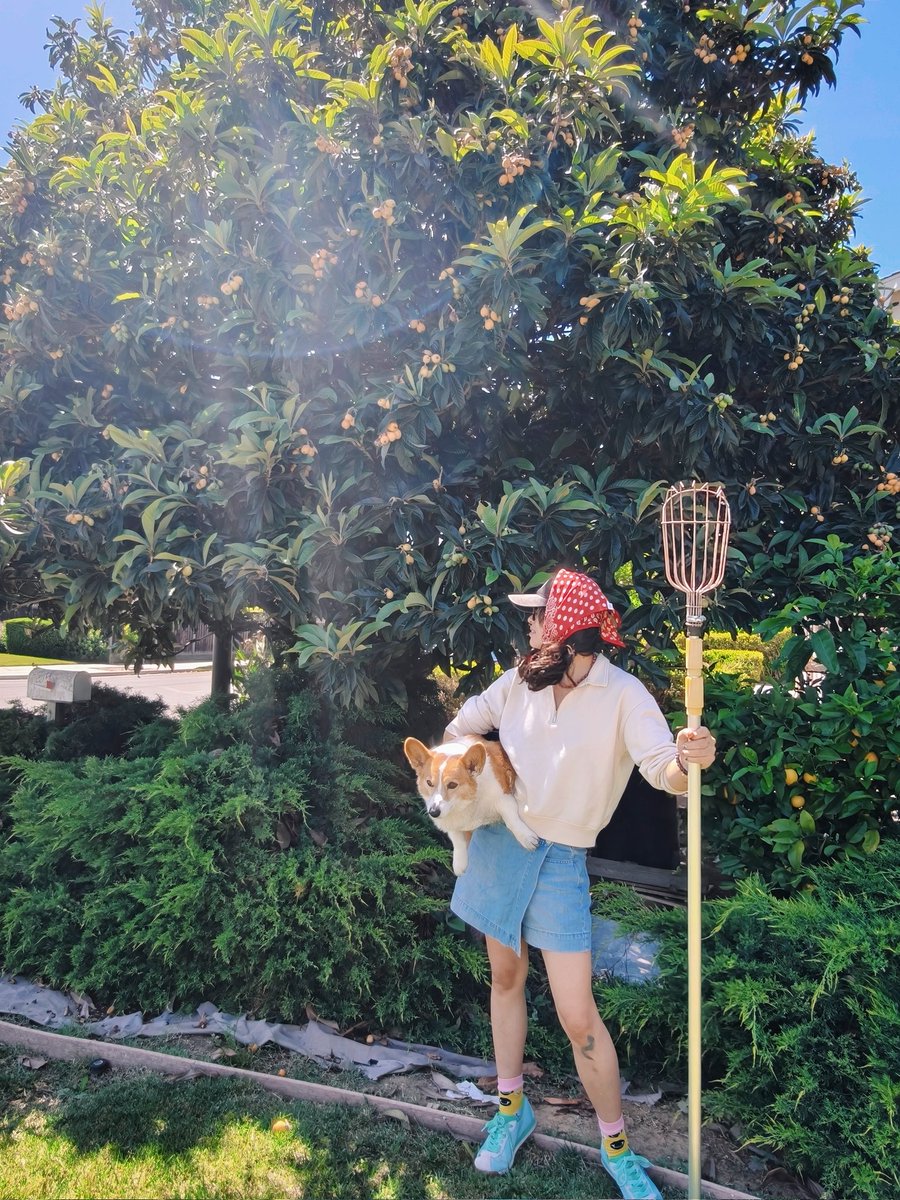 AnaTheCorgi's tweet image. Loquat!!!枇杷
#corgicrew 
#weekendvibes