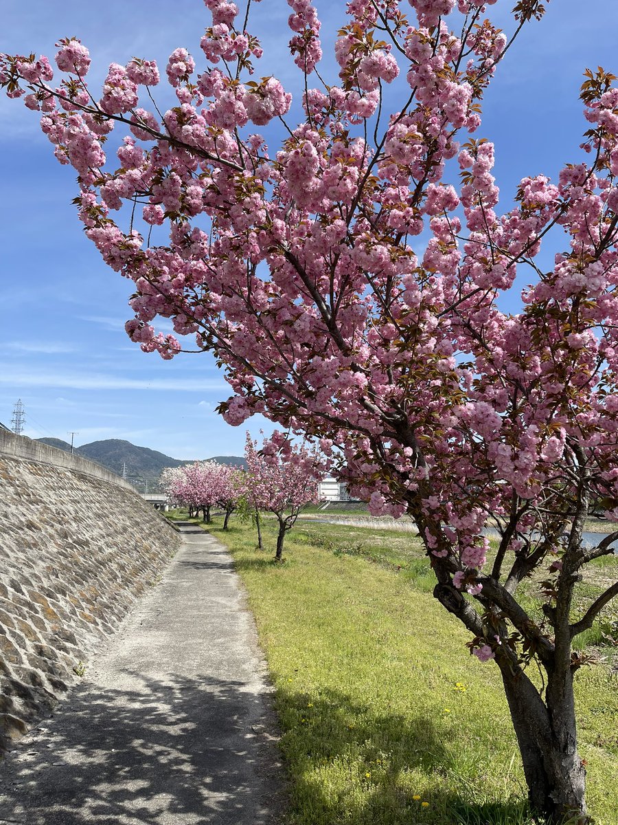倉石竜也 シニア向けスマホ・パソコン教室みっぷす tweet media