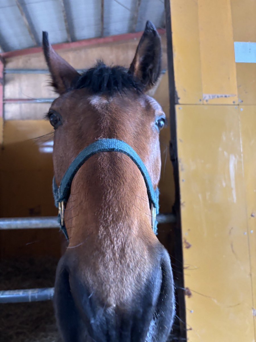 門別牧場 tweet media