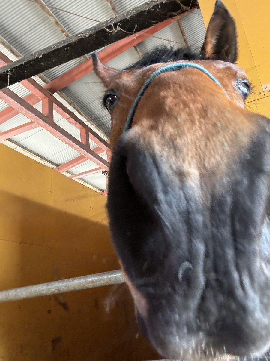 門別牧場 tweet media