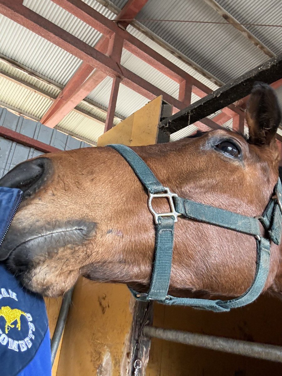 門別牧場 tweet media