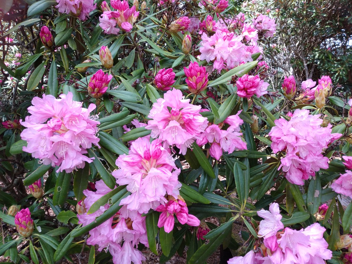 mehari_baasan's tweet photo. 21世紀のシャクナゲの花が見ごろじゃあよ〜🎵　#21世紀の森　#空中の村　#十津川　#十津川村　#奈良　#奥大和　#十津川温泉郷　#十津川温泉　#十津川村観光協会　#世界遺産　#玉置神社　#谷瀬吊り橋　#熊野参詣道　#源泉かけ流し　#十津川村応援大使 https://t.co/owVxn2OkiU