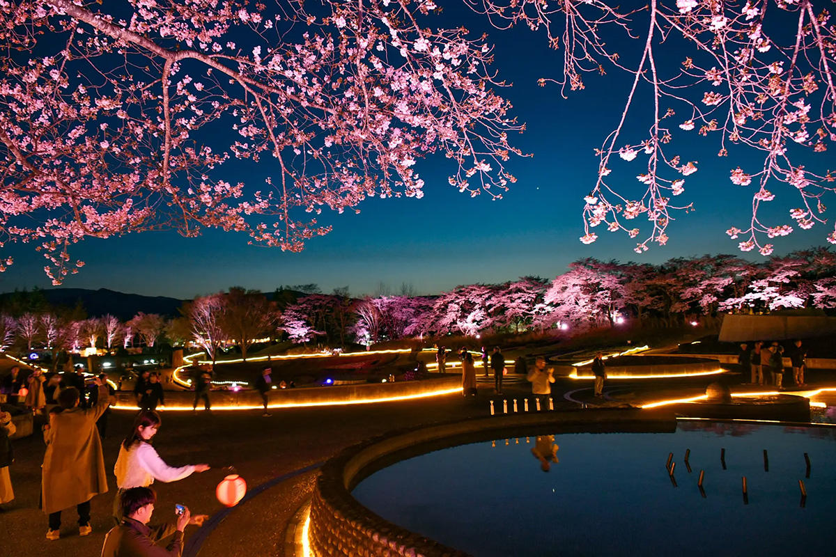 yakeifan's tweet photo. ／
夜景ニュース💡
＼
🌸【本日最終日】みちのく花明かり／国営みちのく杜の湖畔公園（宮城）
約100本のソメイヨシノをLEDやチューブライトで照らす夜桜イベント。今年から導入したムービングライトの演出も見どころです。 https://t.co/UgHWQJ0IWy