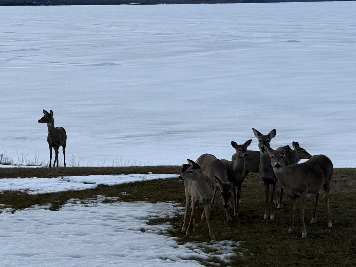 SmaielDanny's tweet image. Lac La Biche today #llb