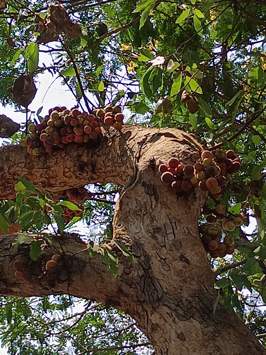 niileshraichura's tweet image. Happy Sunday treepeople 🌿🌳🌿 
Gular tree  
.
#trees #nature #treetime
#treeclub #treelove #treepeople