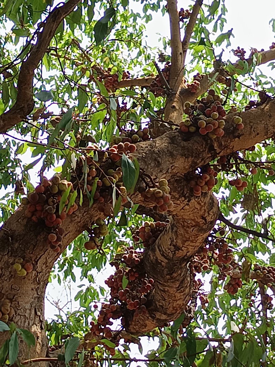 niileshraichura's tweet image. Happy Sunday treepeople 🌿🌳🌿 
Gular tree  
.
#trees #nature #treetime
#treeclub #treelove #treepeople