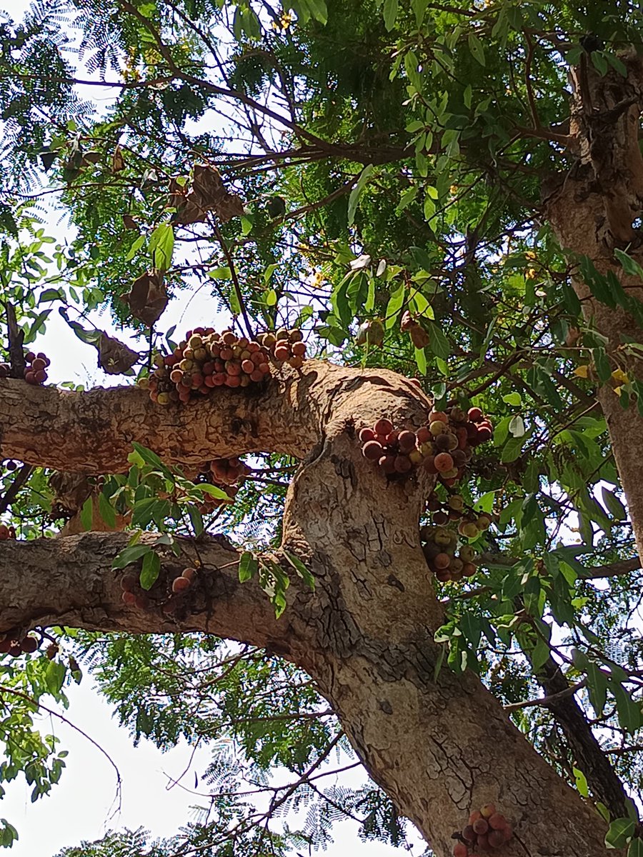 niileshraichura's tweet image. Happy Sunday treepeople 🌿🌳🌿 
Gular tree  
.
#trees #nature #treetime
#treeclub #treelove #treepeople