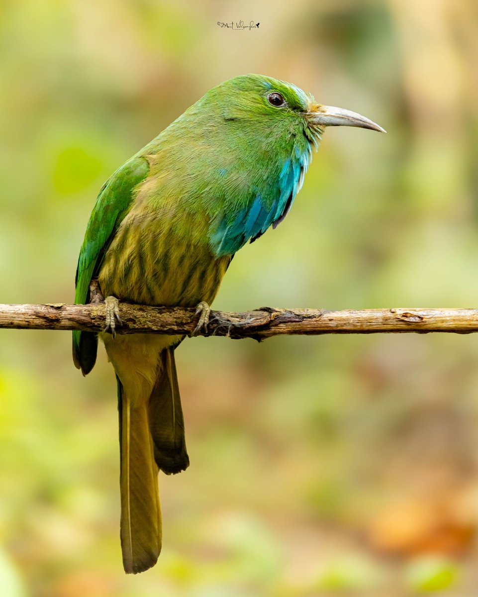 amit_valsangkar's tweet image. Blue bearded beeeater #Colors #IndiAves #ThePhotoHour #birdphotography #BBCWildlifePOTD #NaturePhotography #birds @NatureIn_Focus @NatGeoIndia @NatureattheBest @SonyBBCEarth @WildlifeMag @WeNaturalists #BirdsSeenIn2026 #canon #BirdsOfTwitter @Canon_India #blue  @NatGeoAnimals