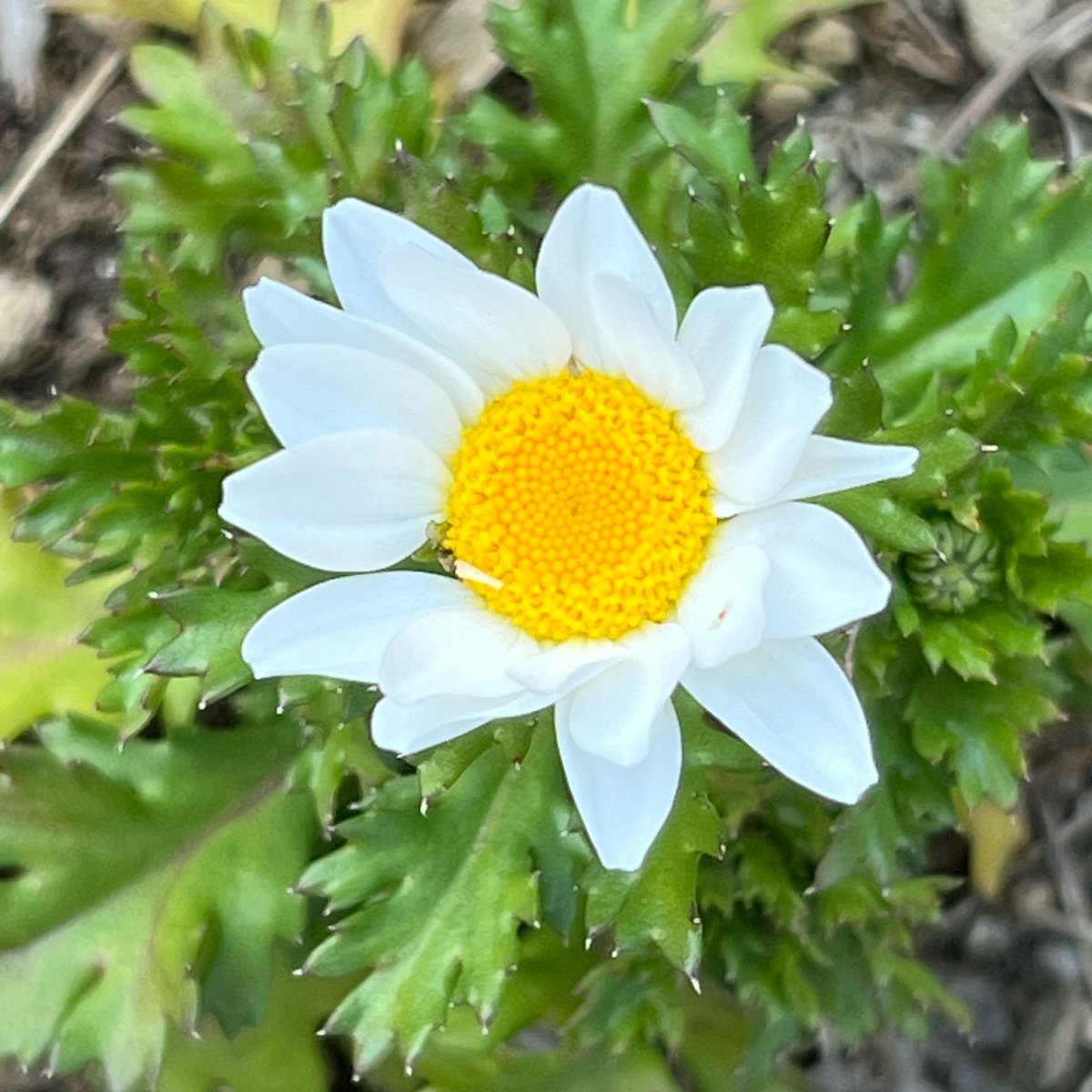 bitter 100% tweet media