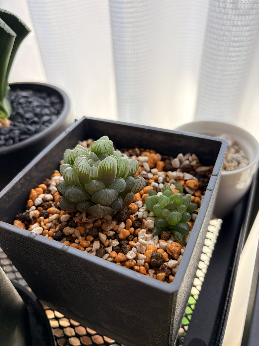 植え変えた。
この子、何年目だろう