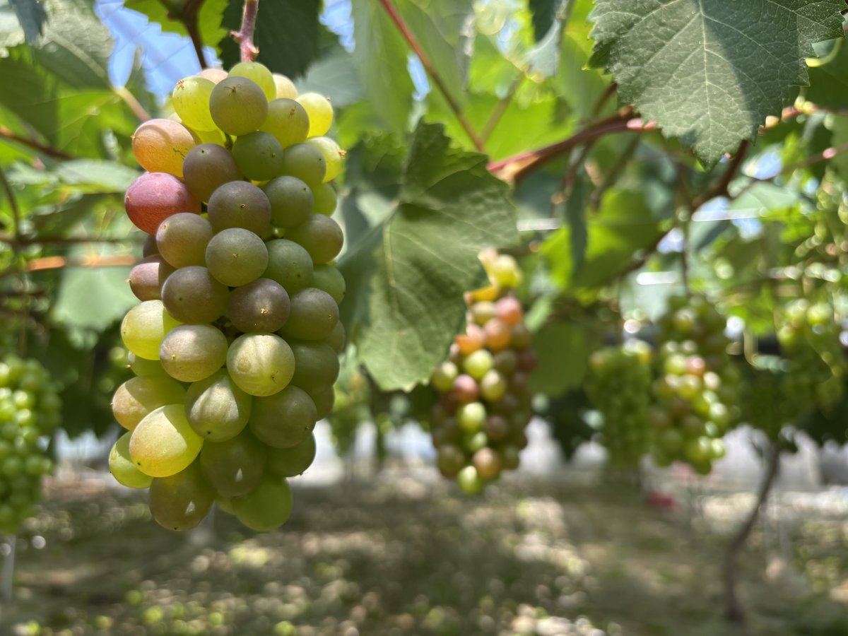 テチガイ tweet media