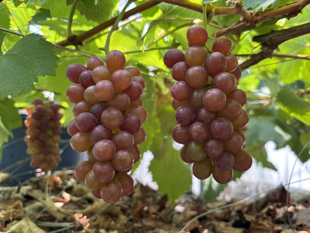 テチガイ tweet media