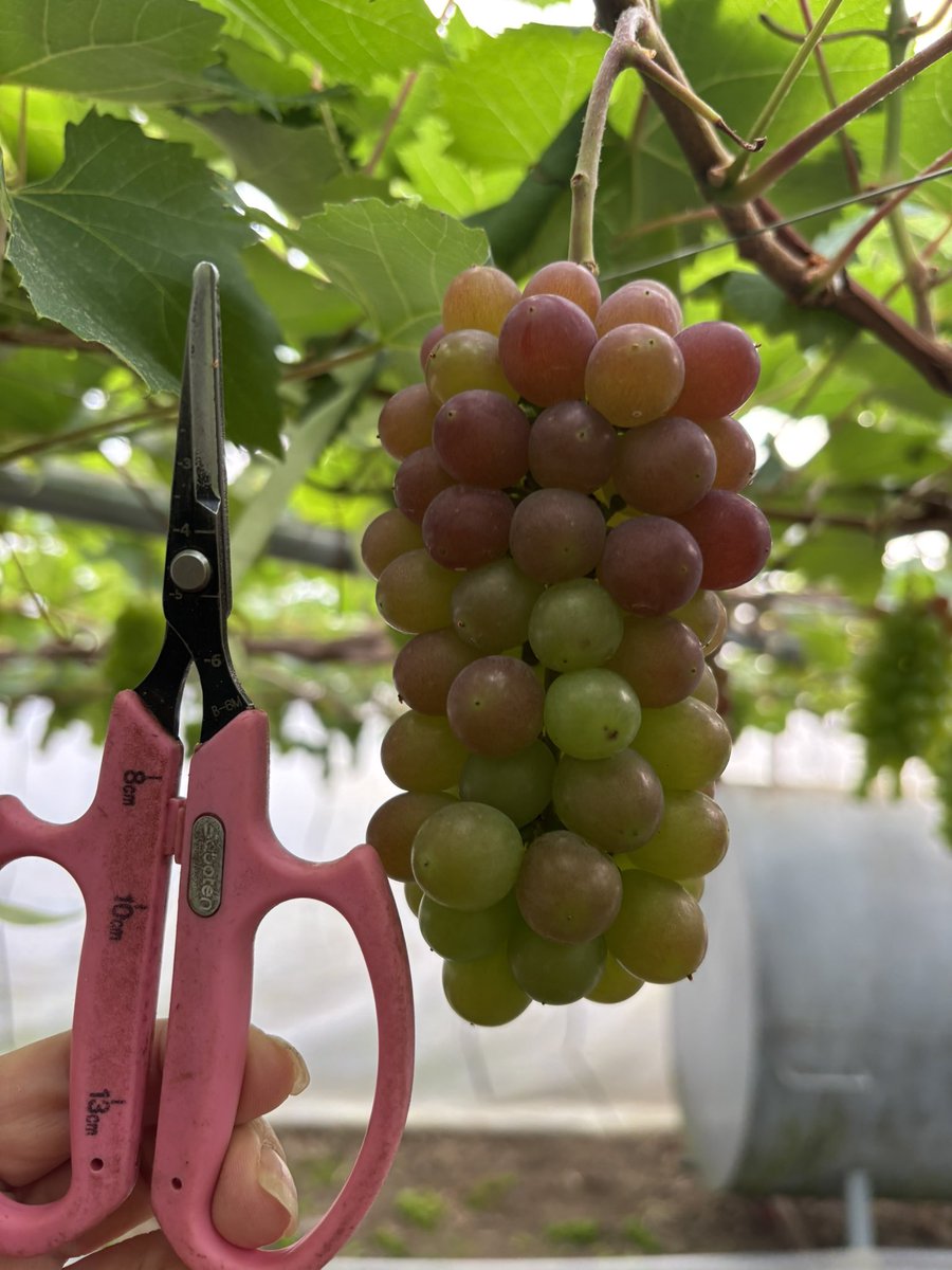 テチガイ tweet media